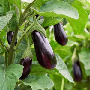 Black Beauty Eggplant Seeds - 50 Count, Classic Heirloom Vegetable for Home Gardens - Image 3