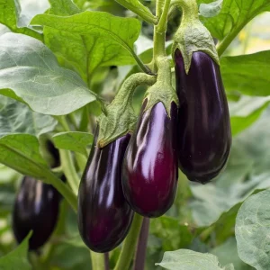 Black Beauty Eggplant Seeds - 50 Count, Classic Heirloom Vegetable for Home Gardens - Image 5