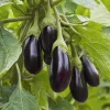 Black Beauty Eggplant Seeds - 50 Count, Classic Heirloom Vegetable for Home Gardens - Image 1
