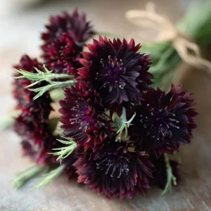 Black Cornflower Seeds - 100 Centaurea Cyanus Seeds, Edible & Ornamental - Image 2