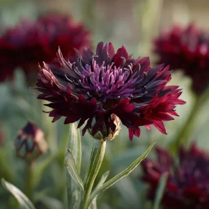 Black Cornflower Seeds - 100 Centaurea Cyanus Seeds, Edible & Ornamental - Image 3