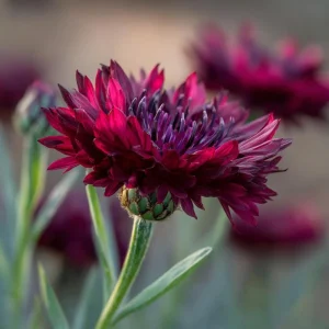 Black Cornflower Seeds - 100 Centaurea Cyanus Seeds, Edible & Ornamental - Image 4