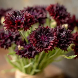 Black Cornflower Seeds - 100 Centaurea Cyanus Seeds, Edible & Ornamental - Image 5