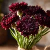 Black Cornflower Seeds - 100 Centaurea Cyanus Seeds, Edible & Ornamental - Image 1