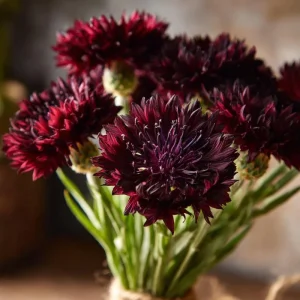 Black Cornflower Seeds - 100 Centaurea Cyanus Seeds, Edible & Ornamental - Image 1