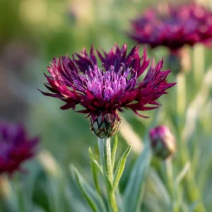 Black Cornflower Seeds - 100 Centaurea Cyanus Seeds, Edible & Ornamental - Image 6