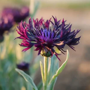 Black Cornflower Seeds - 100 Centaurea Cyanus Seeds, Edible & Ornamental - Image 7