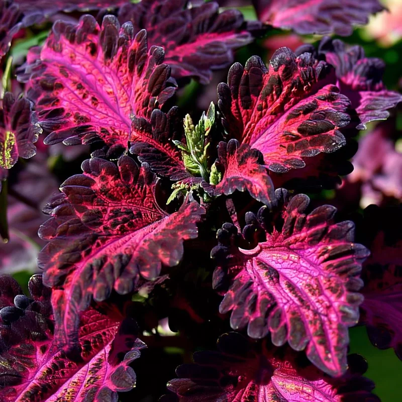 Black Dragon Coleus Seeds - 20 Count - Dramatic Dark Foliage Annual - Image 1