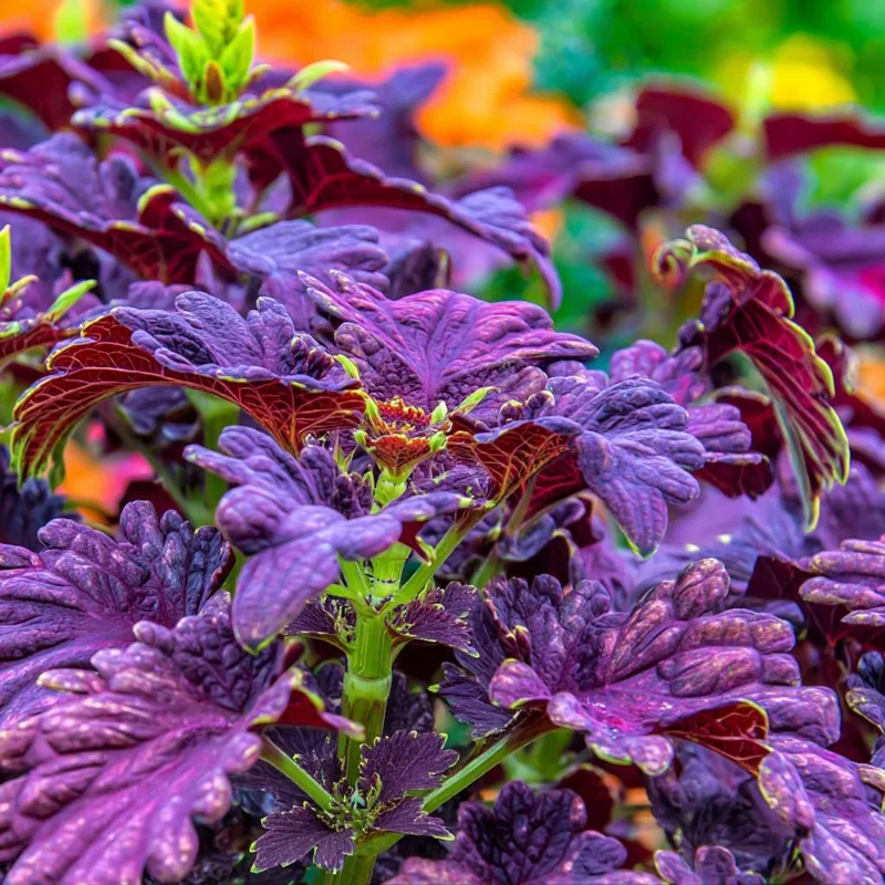 Black Dragon Coleus Seeds - 20 Count - Dramatic Dark Foliage Annual - Image 2