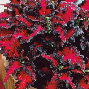 Black Dragon Coleus Seeds - 20 Count - Dramatic Dark Foliage Annual - Image 3