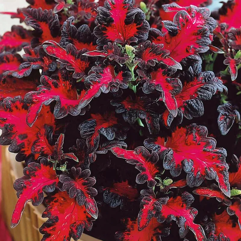 Black Dragon Coleus Seeds - 20 Count - Dramatic Dark Foliage Annual - Image 3