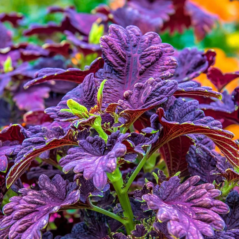 Black Dragon Coleus Seeds - 20 Count - Dramatic Dark Foliage Annual - Image 4