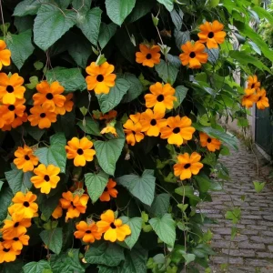 Black Eyed Susan Vine Seeds - Thunbergia alata - 50 Heirloom Seeds - Image 2