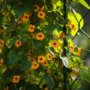 Black Eyed Susan Vine Seeds - Thunbergia alata - 50 Heirloom Seeds - Image 3