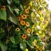 Black Eyed Susan Vine Seeds - Thunbergia alata - 50 Heirloom Seeds - Image 1