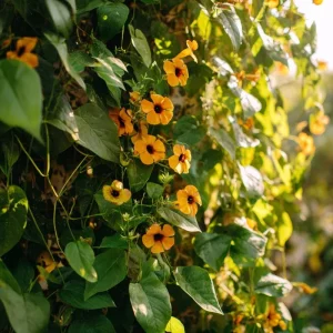 Black Eyed Susan Vine Seeds - Thunbergia alata - 50 Heirloom Seeds - Image 1