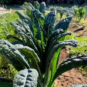 Black Magic Kale Seeds - 300 Count - Dark, Cold-Hardy Leafy Greens for Gardens - Image 2