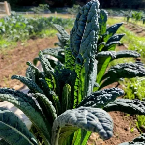 Black Magic Kale Seeds - 300 Count - Dark, Cold-Hardy Leafy Greens for Gardens - Image 6