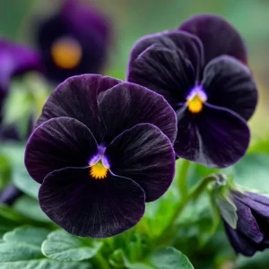 Black Viola Sorbet Series Seeds - 25 Seed Packet - Velvet-Purple Blooms - Image 3