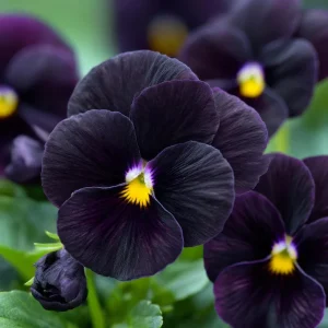 Black Viola Sorbet Series Seeds - 25 Seed Packet - Velvet-Purple Blooms - Image 1