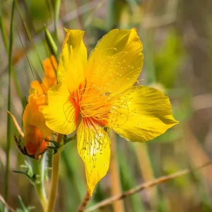 Blazing Star Wildflower Seeds - Mentzelia lindleyi - 50 Seed Pack - Image 2
