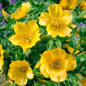 Blazing Star Wildflower Seeds - Mentzelia lindleyi - 50 Seed Pack - Image 4