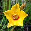 Blazing Star Wildflower Seeds - Mentzelia lindleyi - 50 Seed Pack - Image 1