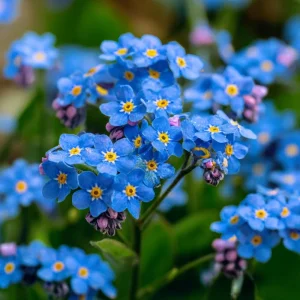 Blue Angel Cape Forget Me Not Seeds - 200 Count - Vibrant Blue Annual Flowers - Image 2