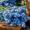 Blue Angel Cape Forget Me Not Seeds - 200 Count - Vibrant Blue Annual Flowers - Image 1