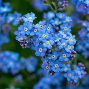 Blue Angel Cape Forget Me Not Seeds - 200 Count - Vibrant Blue Annual Flowers - Image 4