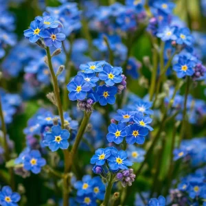 Blue Angel Cape Forget Me Not Seeds - 200 Count - Vibrant Blue Annual Flowers - Image 5