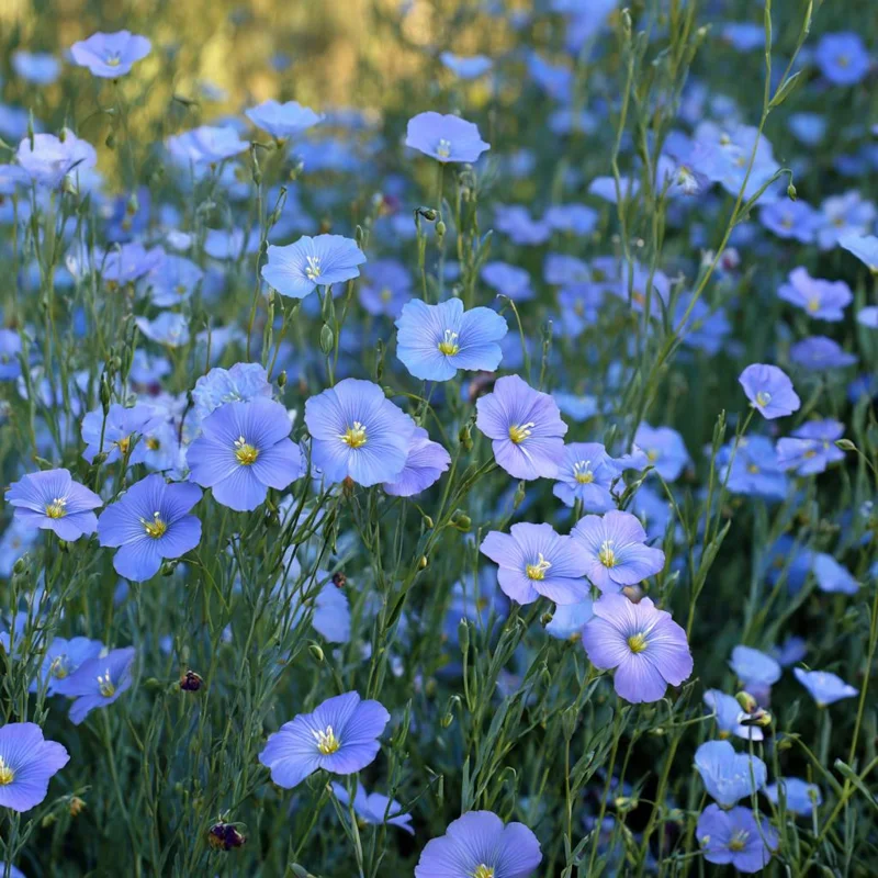 Blue Flax Wildflower Seeds – 350 Linum Perenne Seeds, Pollinator-Friendly - Image 2