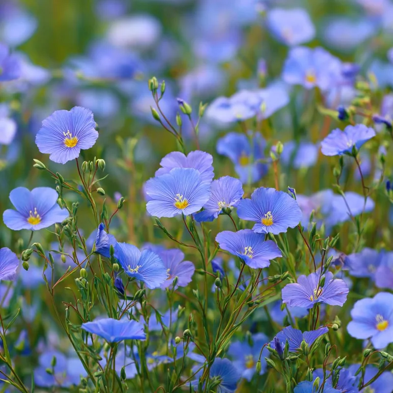 Blue Flax Wildflower Seeds – 350 Linum Perenne Seeds, Pollinator-Friendly - Image 1
