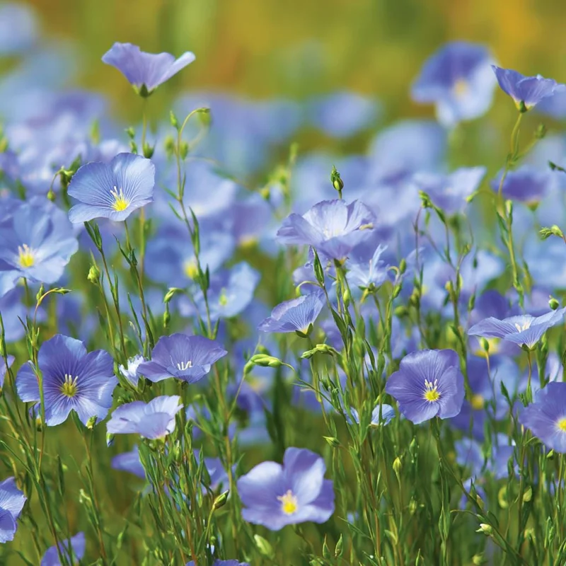 Blue Flax Wildflower Seeds – 350 Linum Perenne Seeds, Pollinator-Friendly - Image 4