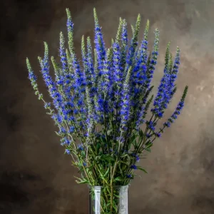 Blue Hyssop Seeds - Hyssopus officinalis - 250 Seeds - Garden Pollinator - Image 2