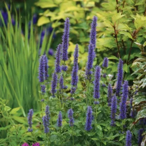 Blue Hyssop Seeds - Hyssopus officinalis - 250 Seeds - Garden Pollinator - Image 3