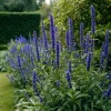 Blue Hyssop Seeds - Hyssopus officinalis - 250 Seeds - Garden Pollinator - Image 1
