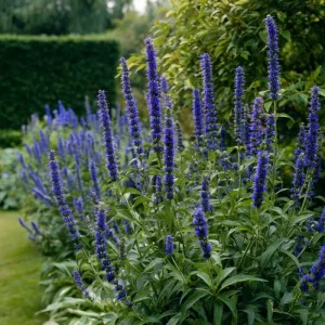 Blue Hyssop Seeds - Hyssopus officinalis - 250 Seeds - Garden Pollinator - Image 1