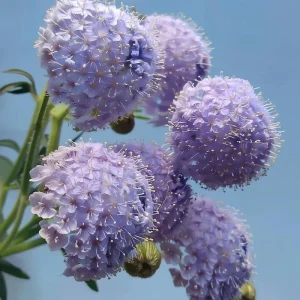 Blue Lace Flower Seeds - 50 Sweet-Scented Didiscus Seeds for Gardens - Image 2