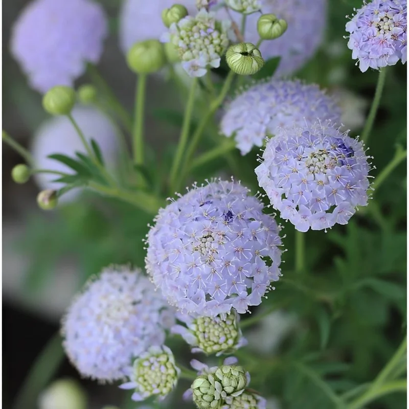 Blue Lace Flower Seeds - 50 Sweet-Scented Didiscus Seeds for Gardens - Image 3