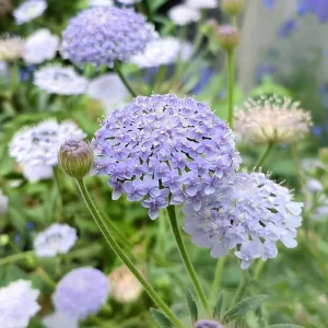 Blue Lace Flower Seeds - 50 Sweet-Scented Didiscus Seeds for Gardens - Image 4