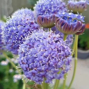 Blue Lace Flower Seeds - 50 Sweet-Scented Didiscus Seeds for Gardens - Image 5