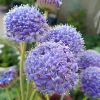 Blue Lace Flower Seeds - 50 Sweet-Scented Didiscus Seeds for Gardens - Image 1