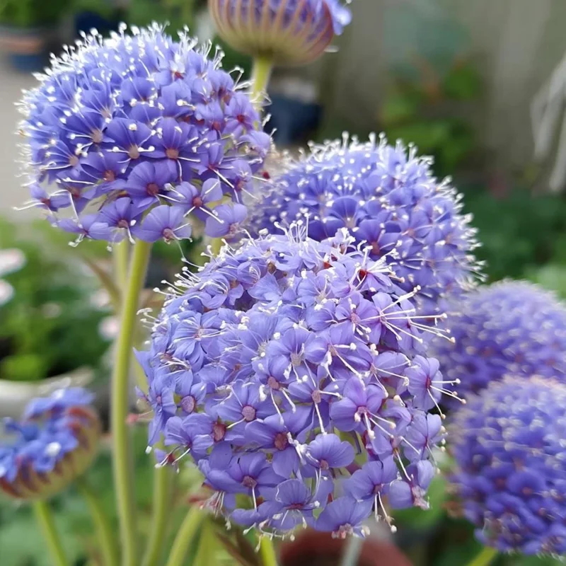 Blue Lace Flower Seeds - 50 Sweet-Scented Didiscus Seeds for Gardens - Image 1