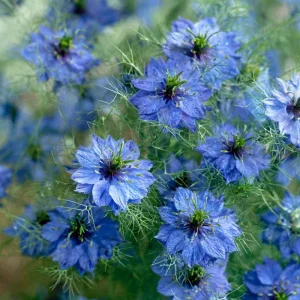 Blue Love In A Mist Seeds - Nigella damascena Flower Seeds - 100 Seeds - Image 2