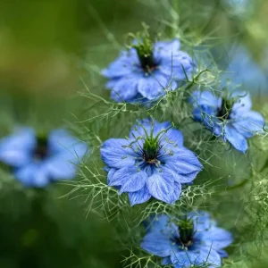 Blue Love In A Mist Seeds - Nigella damascena Flower Seeds - 100 Seeds - Image 3