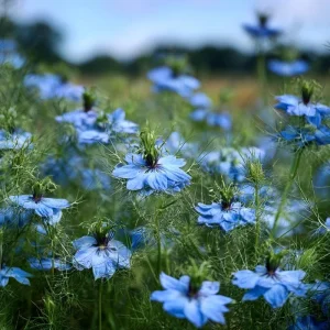 Blue Love In A Mist Seeds - Nigella damascena Flower Seeds - 100 Seeds - Image 4