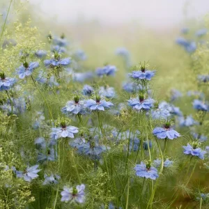 Blue Love In A Mist Seeds - Nigella damascena Flower Seeds - 100 Seeds - Image 5