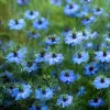 Blue Love In A Mist Seeds - Nigella damascena Flower Seeds - 100 Seeds - Image 1
