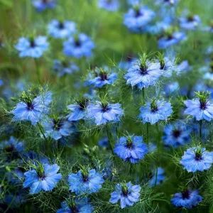 Blue Love In A Mist Seeds - Nigella damascena Flower Seeds - 100 Seeds - Image 1